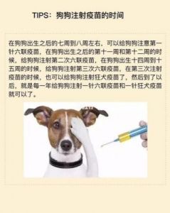 给狗狗注射狂犬疫苗的正确方法