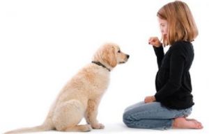 教导狗狗握手的技巧和方法