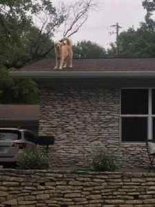 狗为什么喜欢看房顶