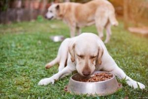 在饲养过程中，为什么换粮狗会出现不吃狗粮的现象？