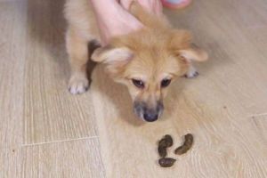 当您的狗狗不小心吞下了袜子时，您应该采取哪些措施？