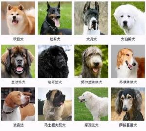 如何准确地识别狗狗的品种？