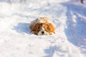 在寒冷的冬季，狗狗如何在雪地上保持温暖和舒适地入睡？