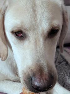狗狗红眼睛的常见原因及治疗方法