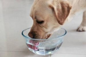 为什么狗喜欢睡在碗里？