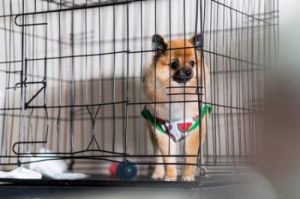 如何让狗狗在笼子里感到舒适和快乐