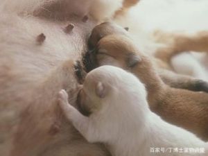 刚出生的小狗如何正确喂养母乳