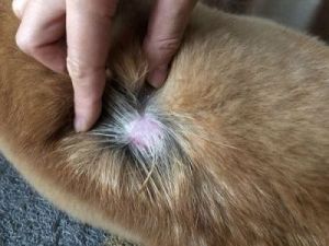 狗狗掉毛严重且有大量皮屑的解决方法