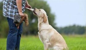 如何有效地训练狗狗并赢得它们的感激之情