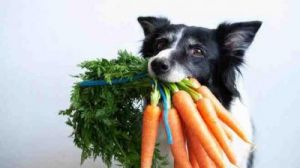 为什么狗不吃蘑菇-深入探讨狗的饮食偏好和科学原因