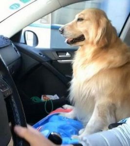 如何安全地带着狗狗乘坐长途汽车