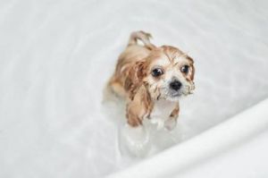 狗狗洗澡仍有异味的原因及解决方法