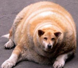 狗狗快速增肥的方法