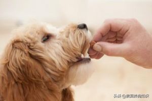 狗狗把吃的东西吐了可能是由多种原因导致的，下面列举了一些可能的原因：