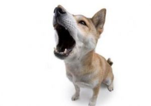 为何狗狗在抽搐时会叫唤？