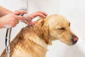 狗狗洗澡的步骤与技巧：如何正确地给狗狗洗头