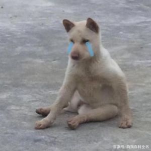 为什么狗每天哭泣