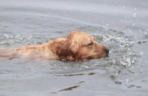 在干燥的天气里，狗为什么能够勇敢地涉水而过？
