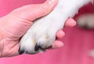 为什么狗会频繁地观察自己的爪子？