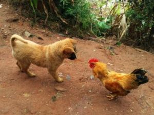 鸡为什么会追着狗跑？