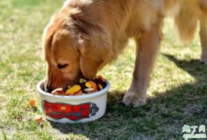 为何狗狗喜欢食用坚硬的食物