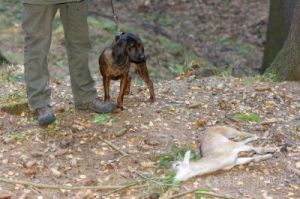 如何有效地训练狗狗在打猎过程中的表现