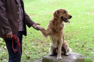 狗喜欢与人类握手的原因及科学解释