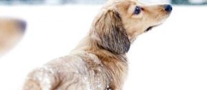 在寒冷的冬季，如何预防宠物狗受冻？