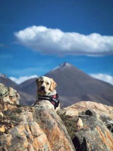 在我国，狗狗为何能够轻松地攀登山峰？