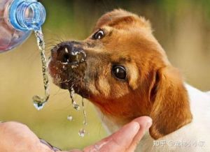 为什么狗需要喝活水（以及如何确保水质安全）