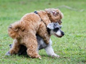 在狗的行为学中，狗喜欢闻狗屁股的原因主要有以下几点：