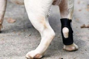 为什么狗突然瘸腿-常见原因及预防措施