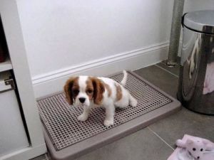 如何训练狗狗在家中使用狗厕所，避免在家大小便