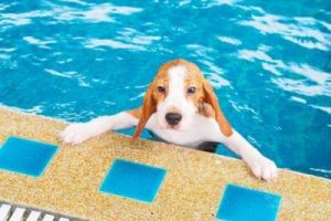 狗狗在水中潜水时为何会不断转圈圈