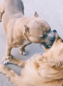 为什么狗会主动亲吻主人，这背后的原因是什么？