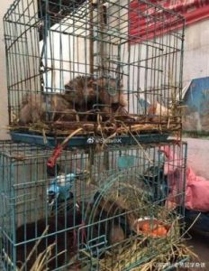 在疫情期间，武汉的狗市暂时消失，探讨其背后原因以及宠物行业的未来走向