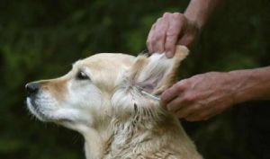 为什么狗的耳朵会在特定情况下抽动？