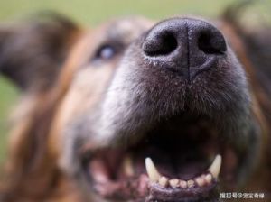 狗为什么会出现长短呼吸现象？