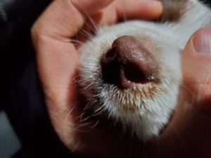 狗为什么会有鼻水？