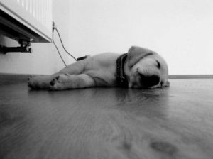 为什么狗睡在地板上通常没事