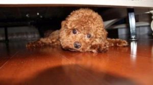 狗为什么喜欢拱床底呢？