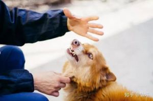 杂交狗为何容易咬人及其预防措施