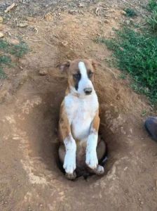 在户外，狗为什么会喜欢藏泥土？