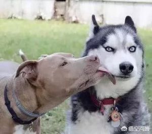 为什么狗喜欢舔人类，让人忍俊不禁的有趣现象