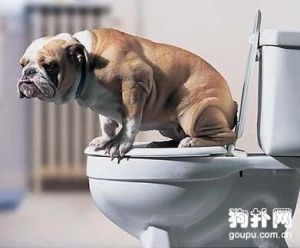 如何轻松地训练狗狗自己在家里上厕所