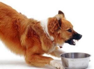 为什么有些狗狗会护食？