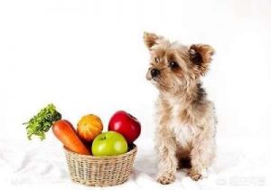 狗狗误食洋葱导致中毒的紧急处理方法及解毒措施