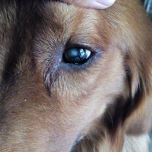 狗的视力为何比人类出色，它们真的能看到更多吗？