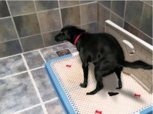 为什么狗会在屋里尿尿？