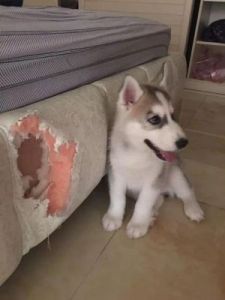 狗为什么总是喜欢拆墙？